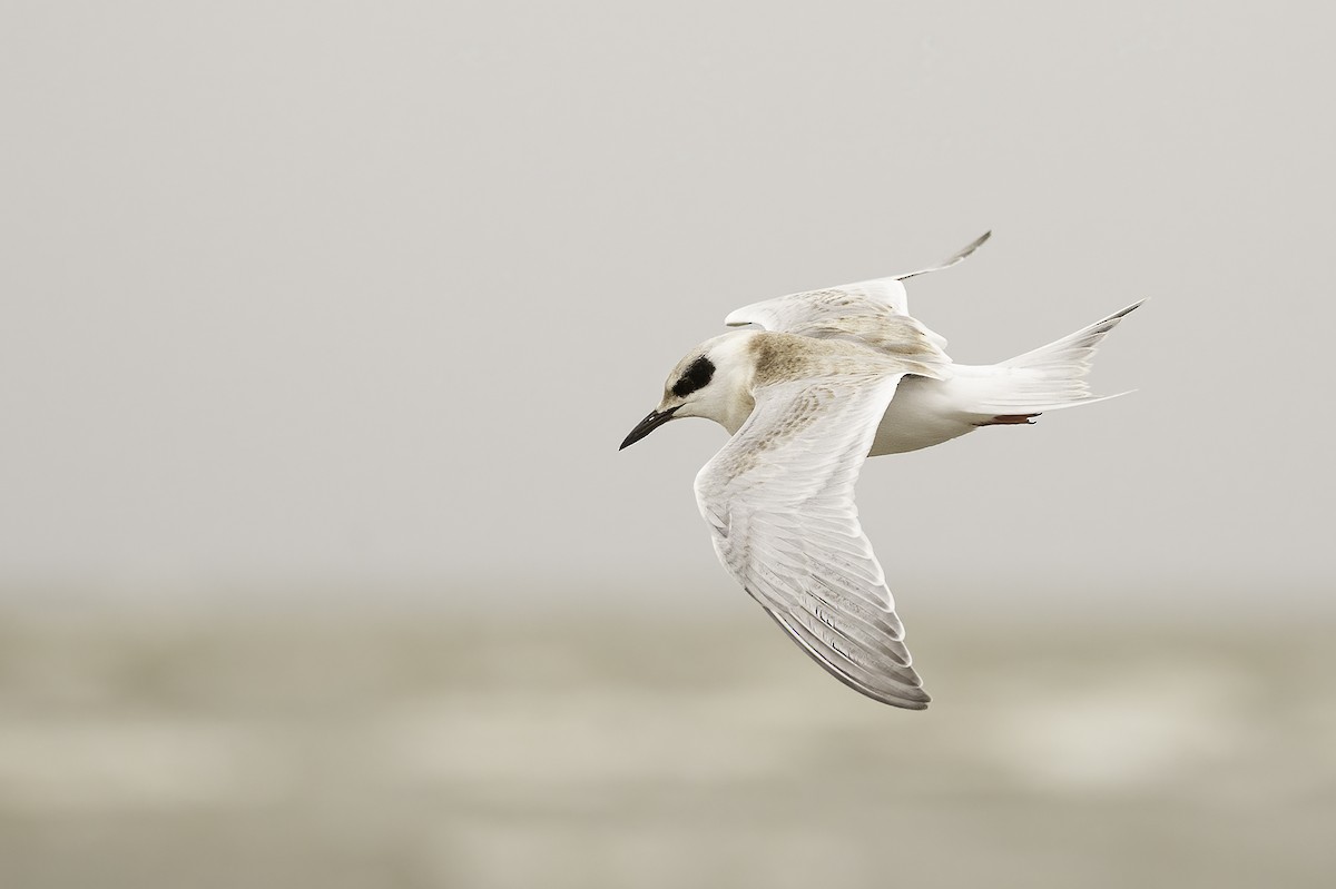 Forster's Tern - ML494180141