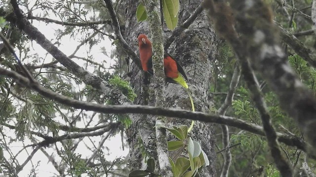 Papua Loriketi - ML494180171