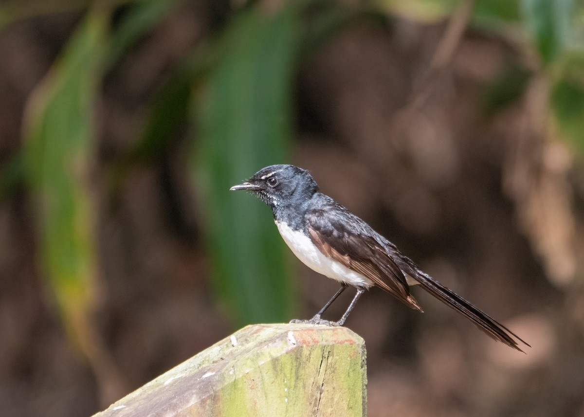 Willie-wagtail - ML494180881