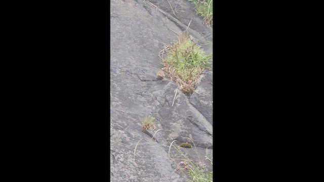 Nilgiri Pipit - ML494181541