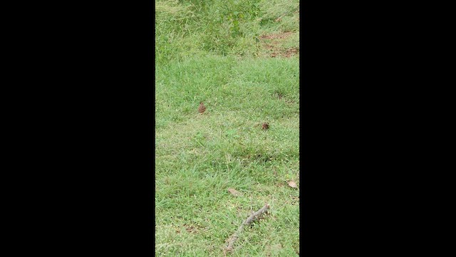 Jungle Bush-Quail - ML494181751