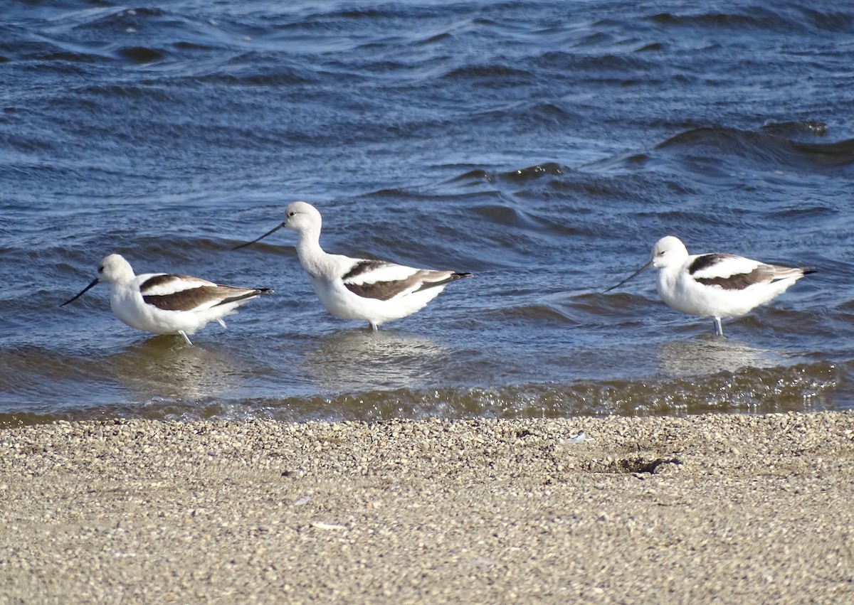 Avoceta Americana - ML494182381