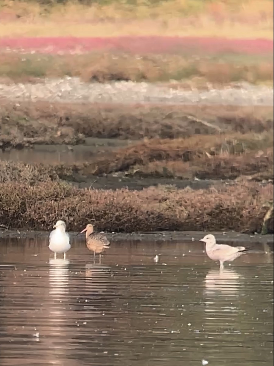 Marbled Godwit - ML494183711