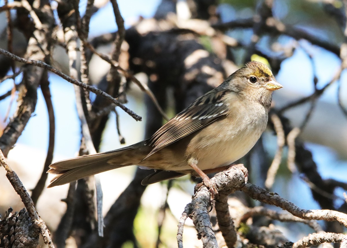 Golden-crowned Sparrow - ML494185231