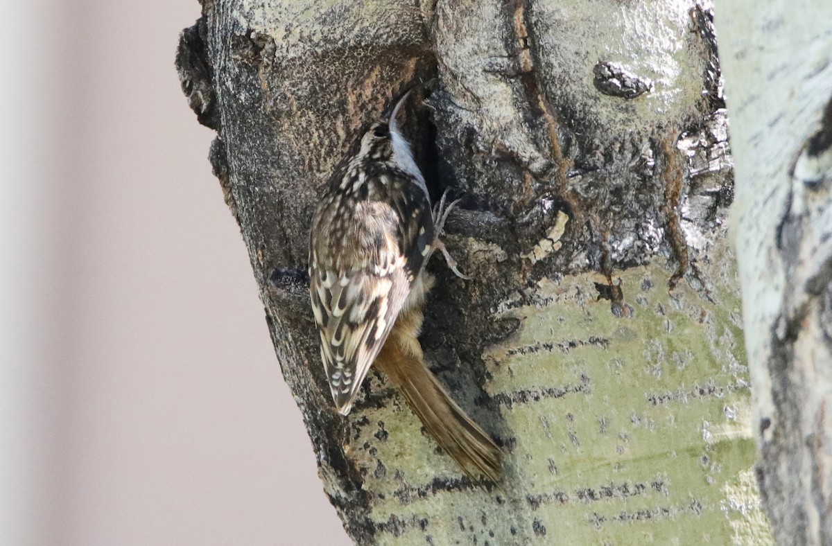 Brown Creeper - ML494185501