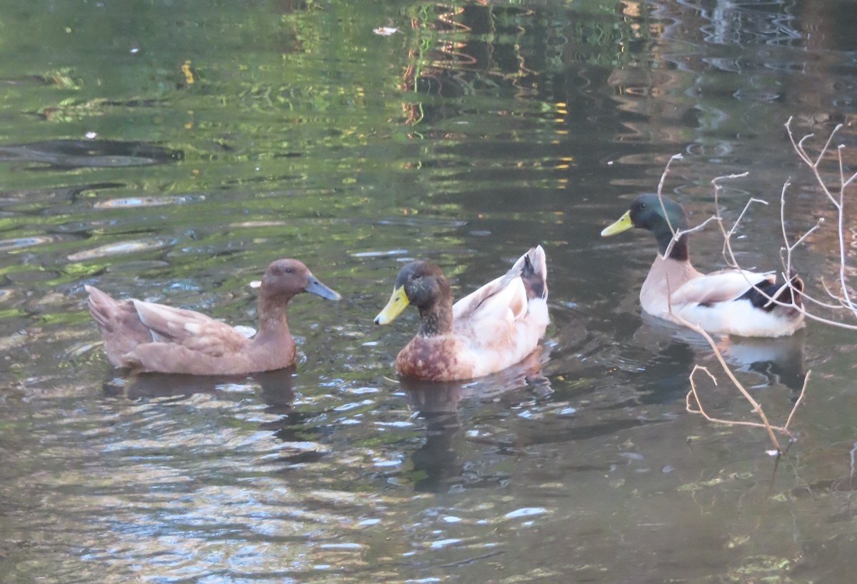 Mallard (Domestic type) - Washington DC