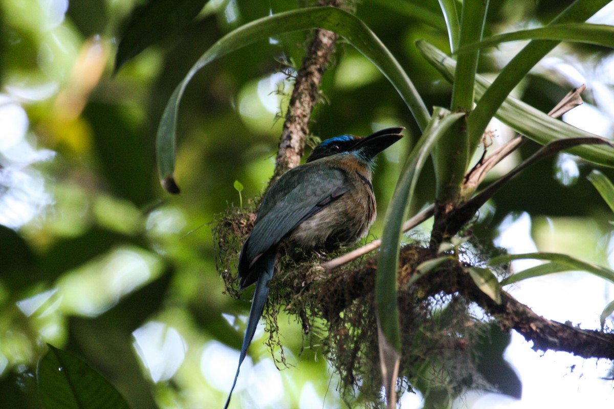 brunpannemotmot - ML49418691