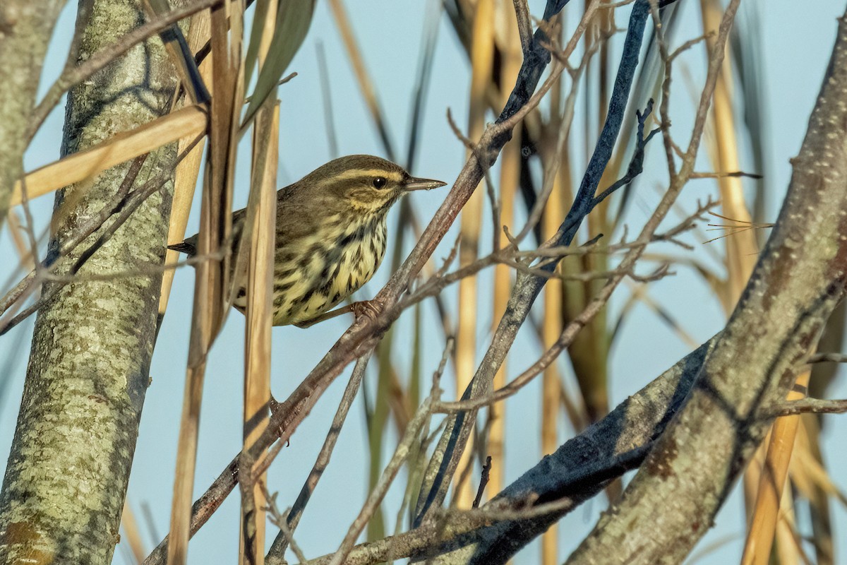 Northern Waterthrush - ML494187511