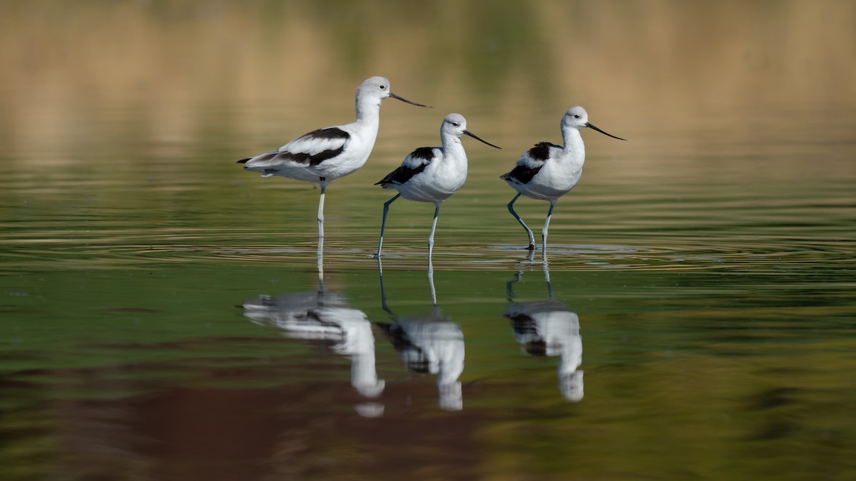 Avocette d'Amérique - ML494187841