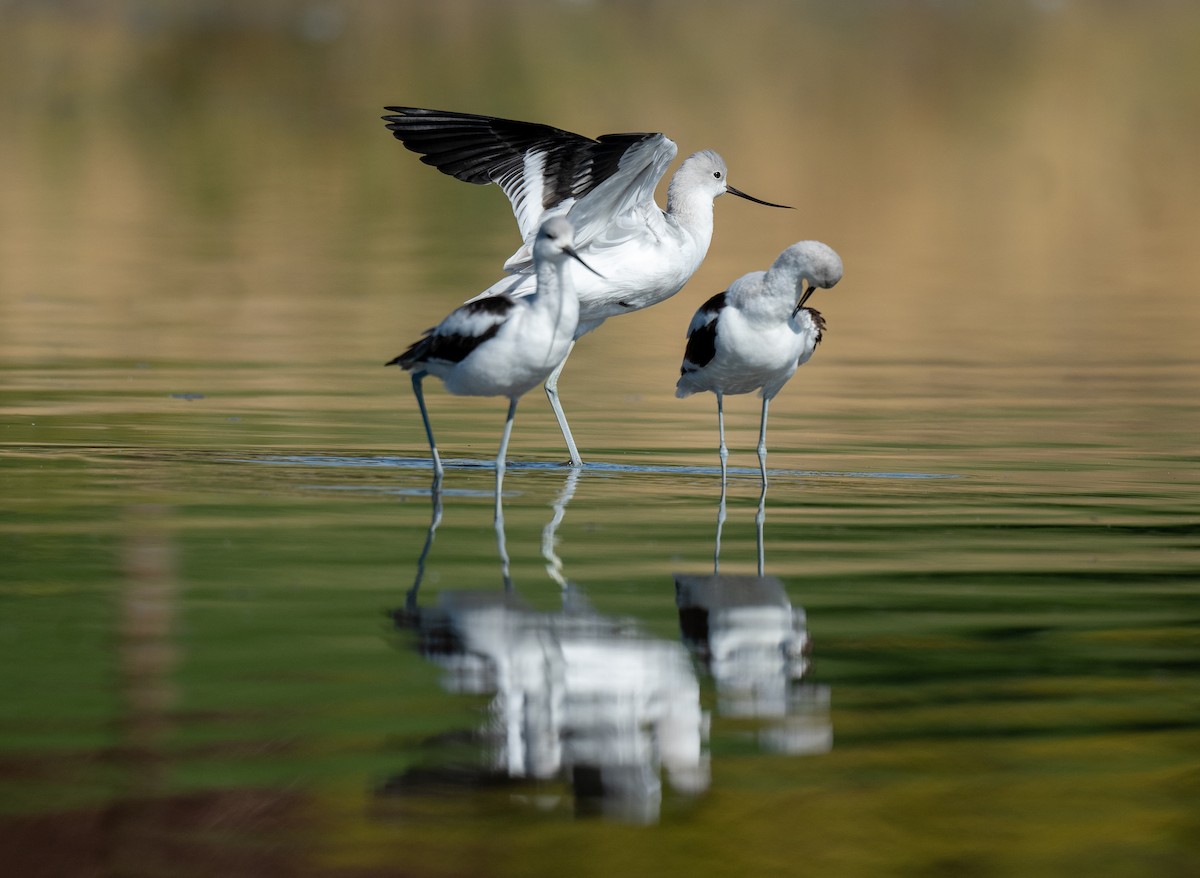 Avocette d'Amérique - ML494187851