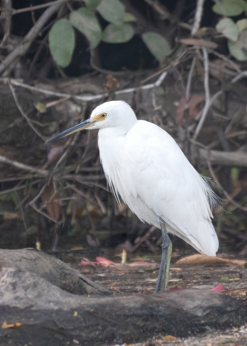 Little Egret - ML494188211