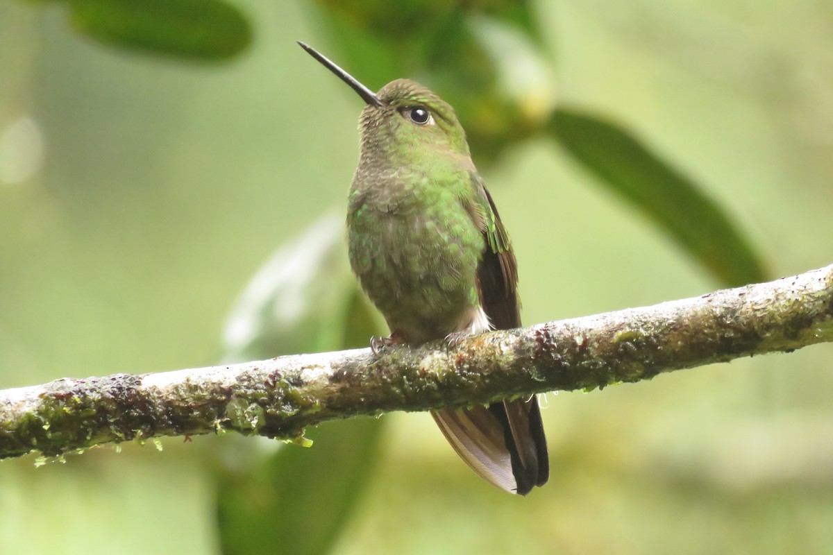 Greenish Puffleg - ML49418991