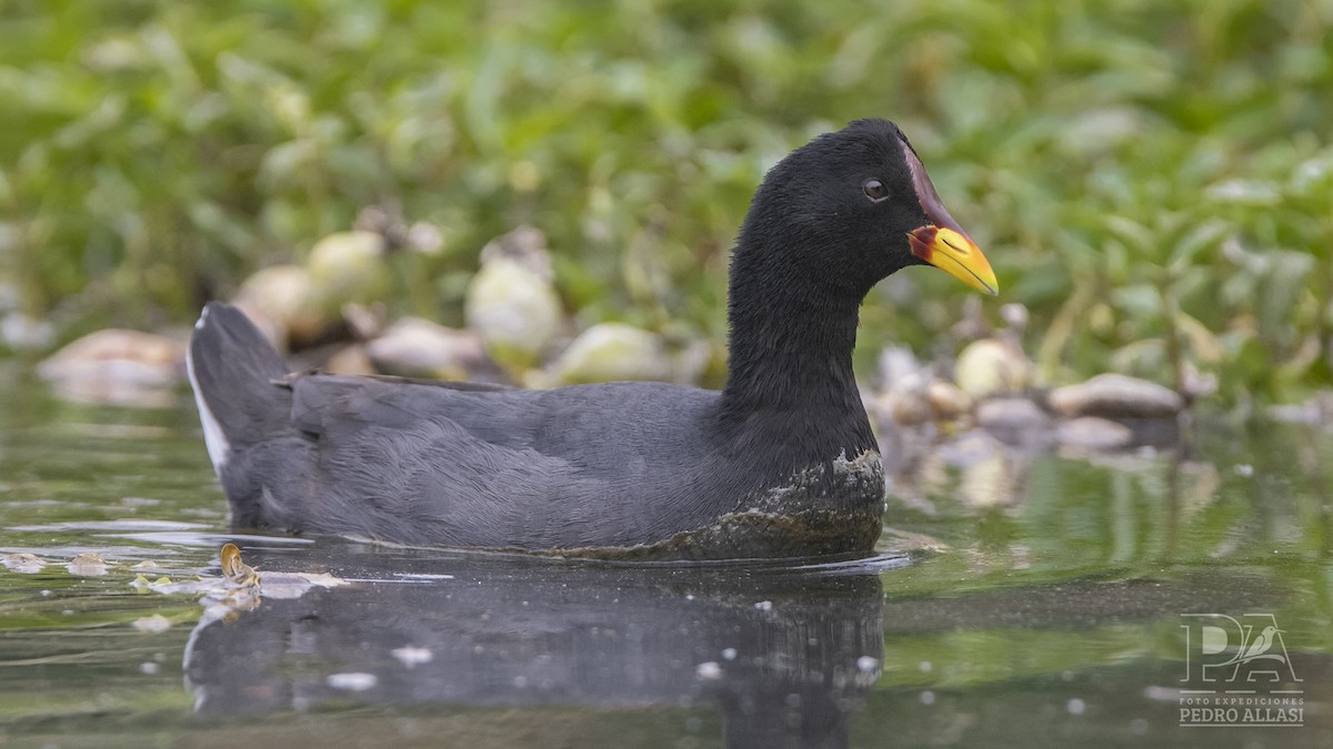 Red-fronted Coot - ML494191211