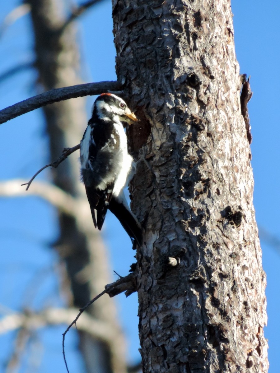 Hairy Woodpecker - ML494192791