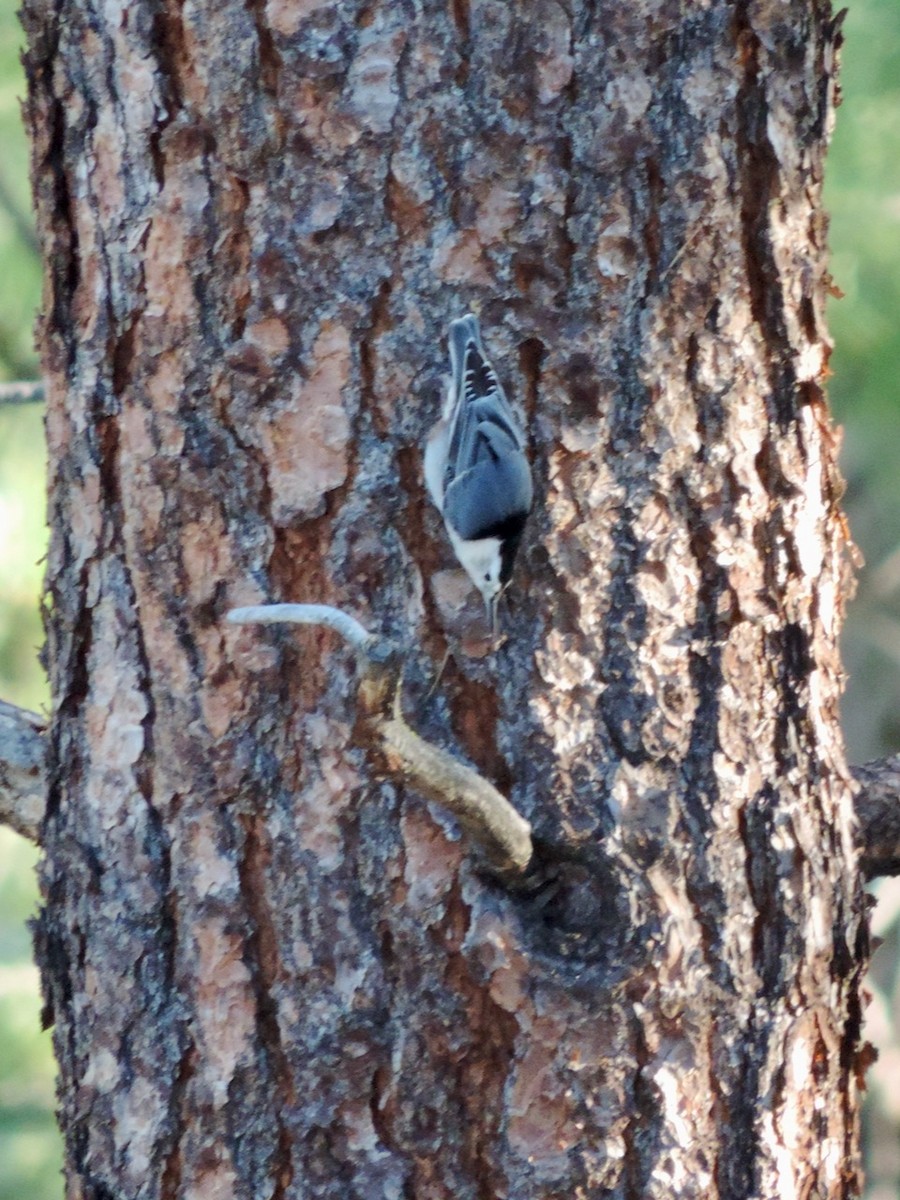 White-breasted Nuthatch - ML494192851