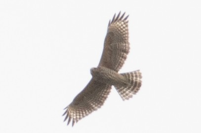 Buteo sp. - ML494193621