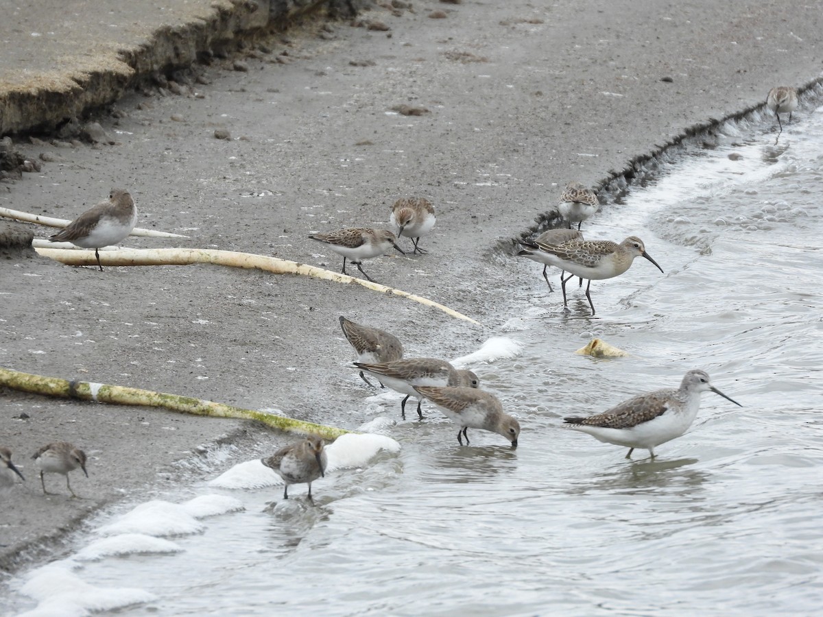 Curlew Sandpiper - ML494193791