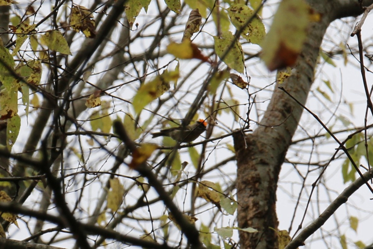 Ruby-crowned Kinglet - Mike Stinson