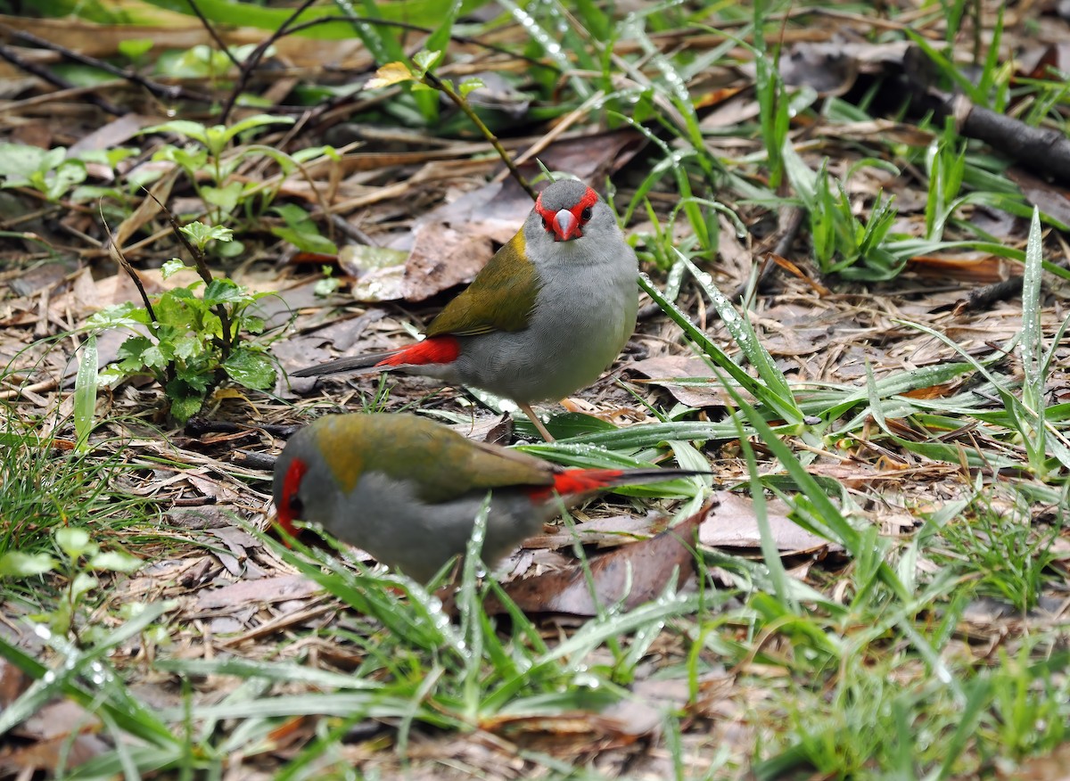 Red-browed Firetail - ML494196681