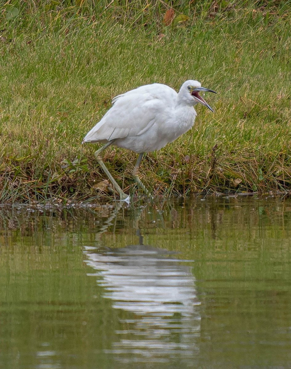 Little Blue Heron - ML494196991