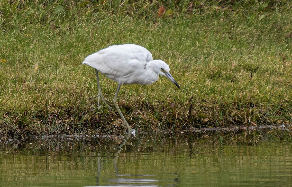 Little Blue Heron - ML494197001