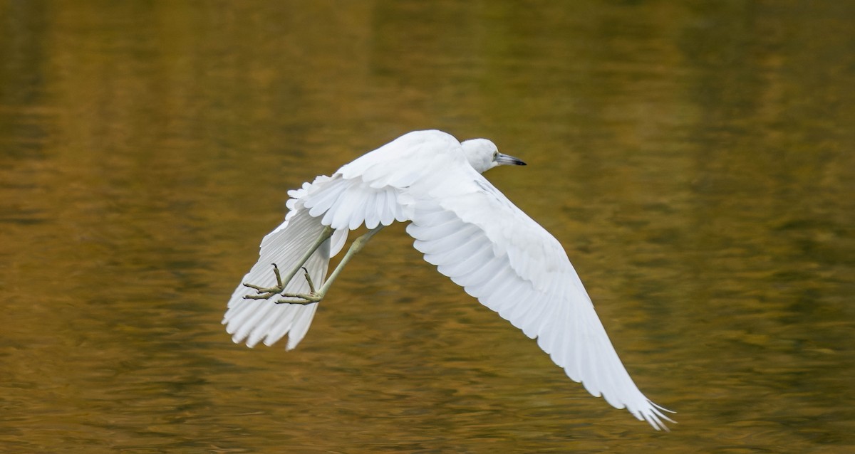 Little Blue Heron - ML494197011