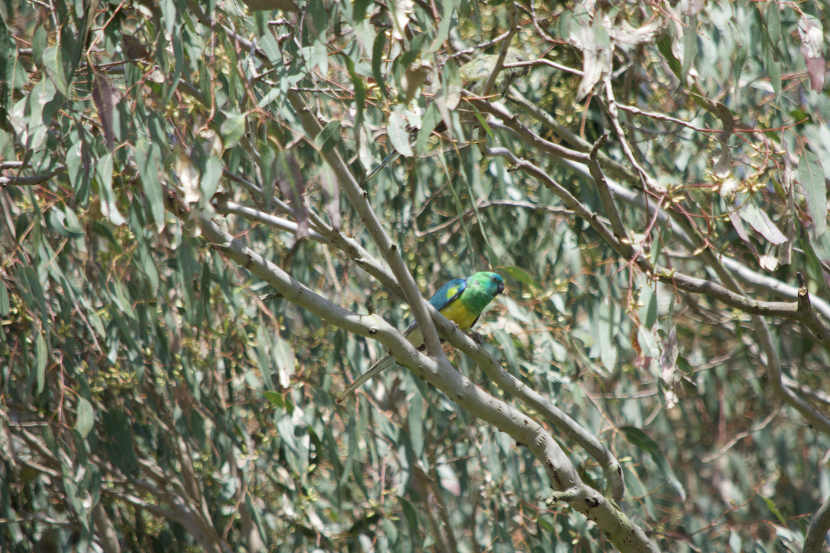 Red-rumped Parrot - ML494197301