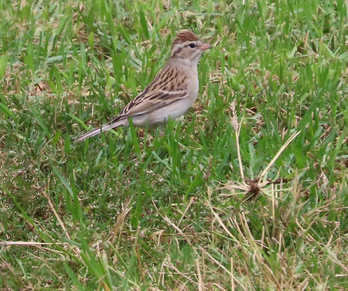 Chipping Sparrow - ML494197351