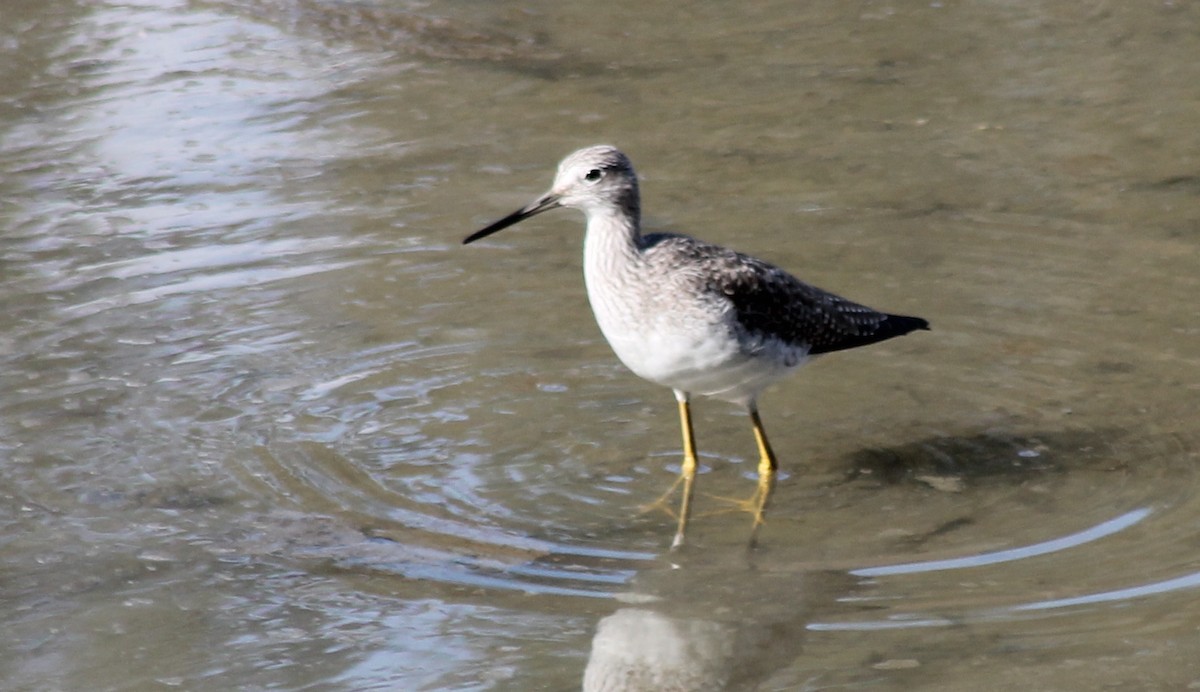 Greater Yellowlegs - ML49419771