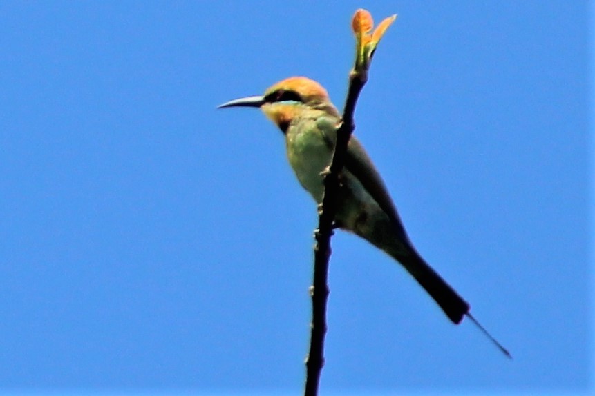 Rainbow Bee-eater - ML494197791