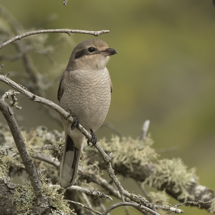 Northern Shrike - ML494198171