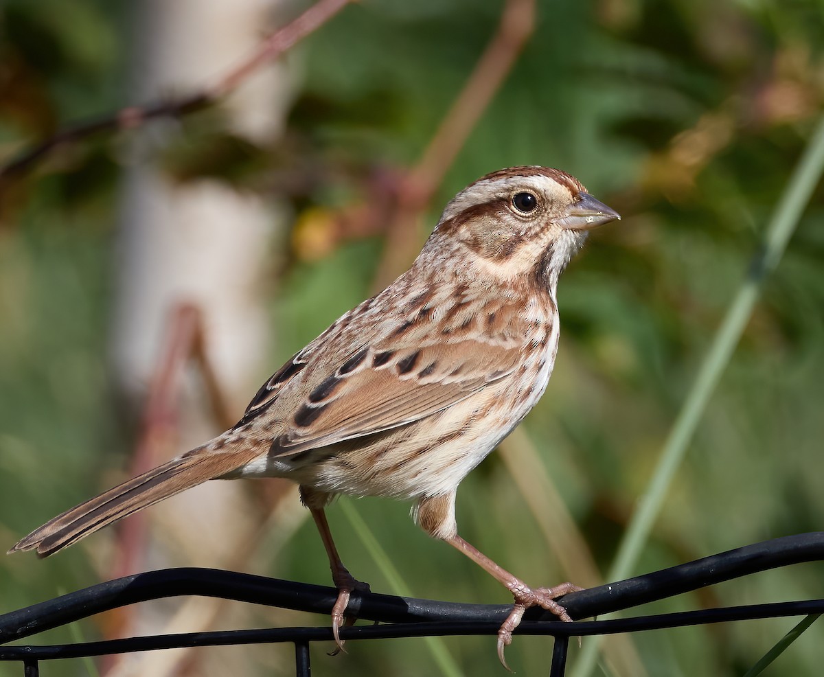 Song Sparrow - ML494198741