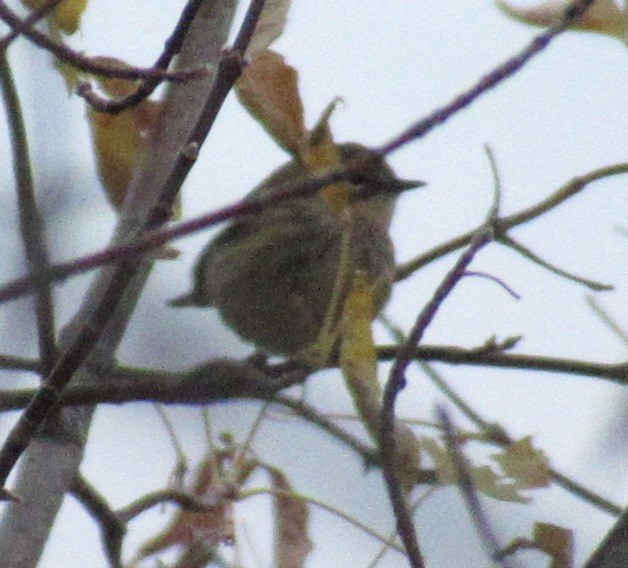 Yellow-rumped Warbler - ML494198781