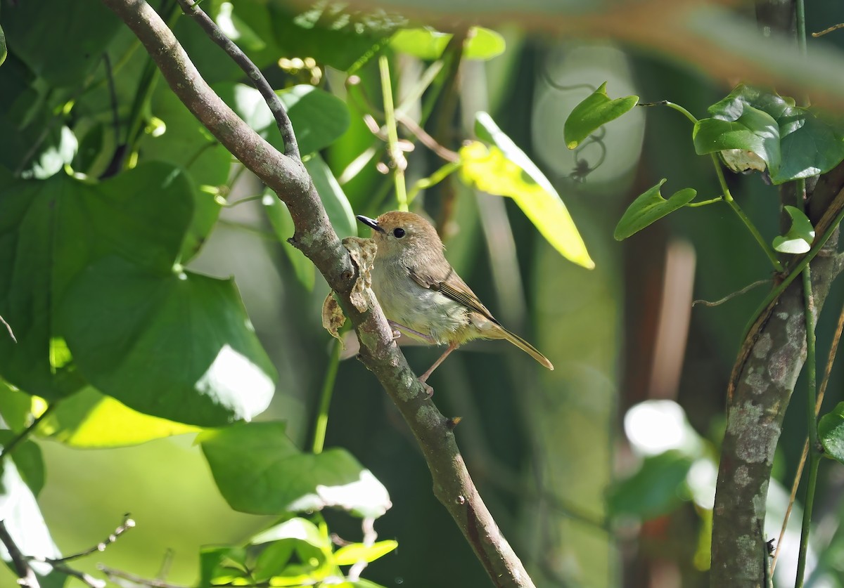 Large-billed Scrubwren - ML494200111