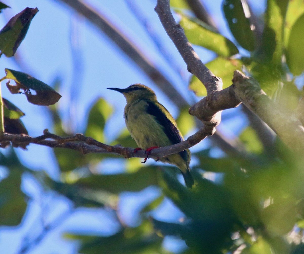 Red-legged Honeycreeper - ML494200261