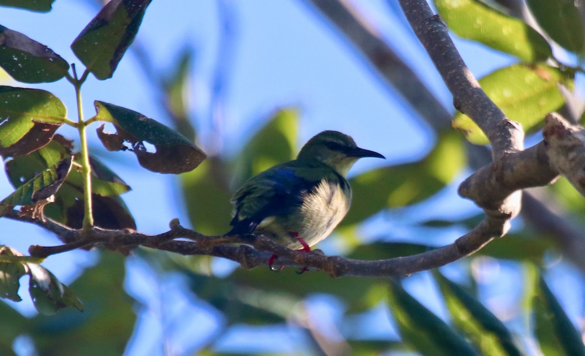 Red-legged Honeycreeper - ML494200271