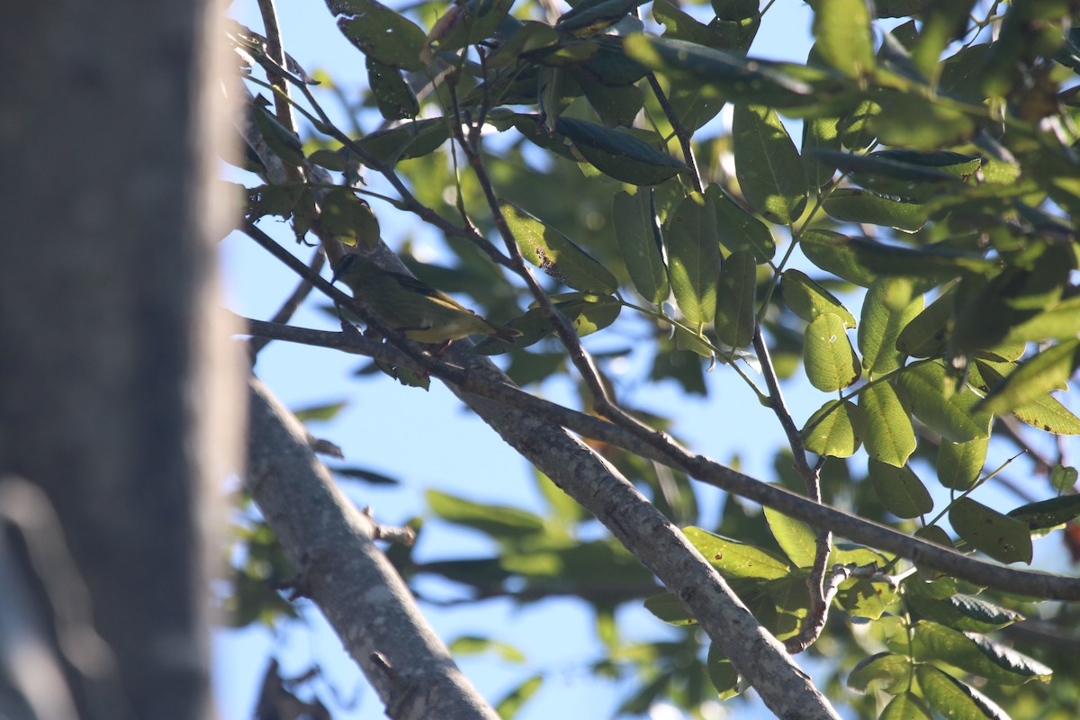 Red-legged Honeycreeper - ML494200321