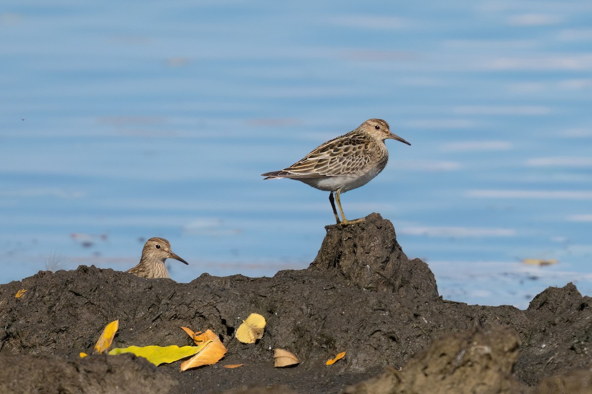 Pectoral Sandpiper - Old Bird