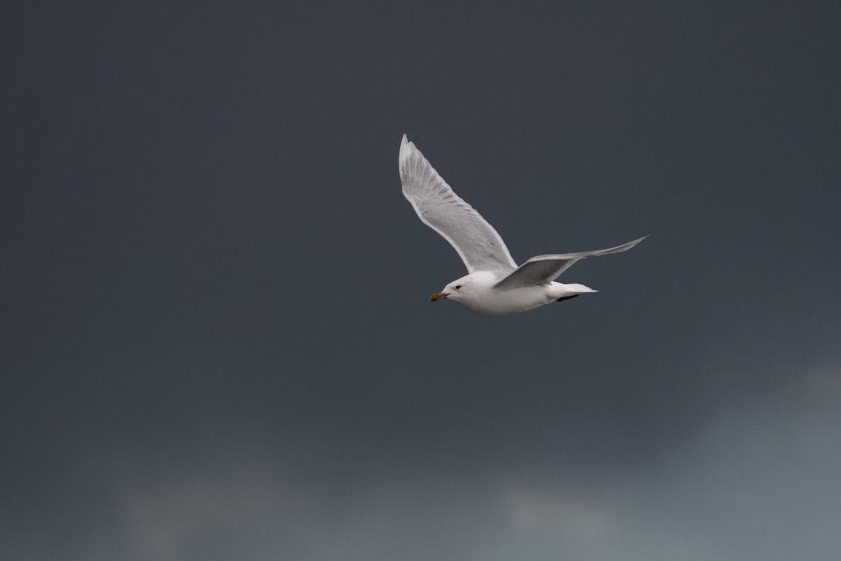 Glaucous Gull - ML494202561