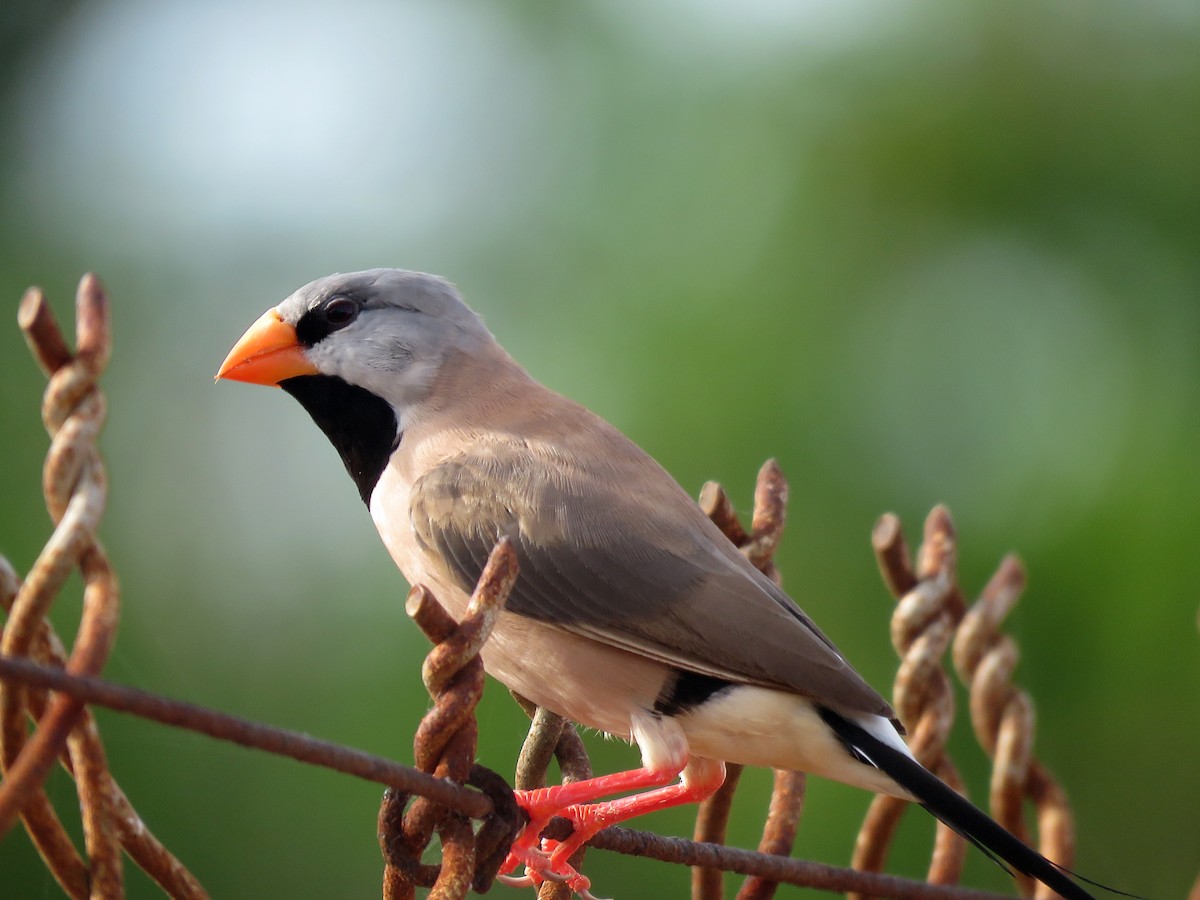 Long-tailed Finch - ML494204211