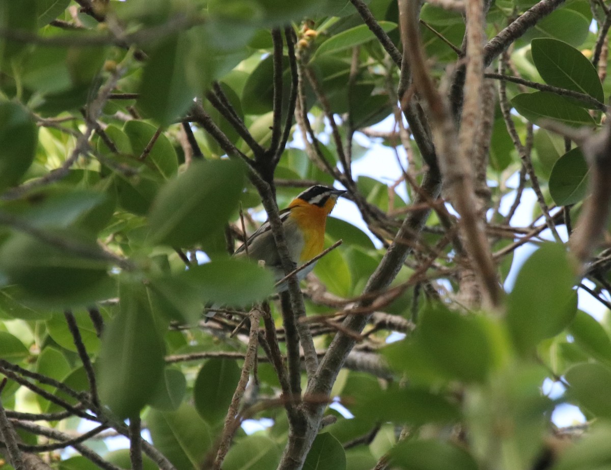 Cigua Cubana (Cuba) - ML494204681