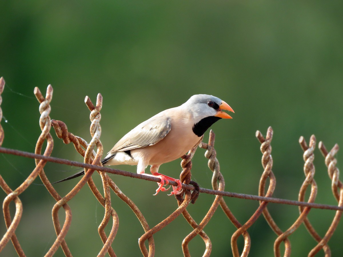 Long-tailed Finch - ML494205381