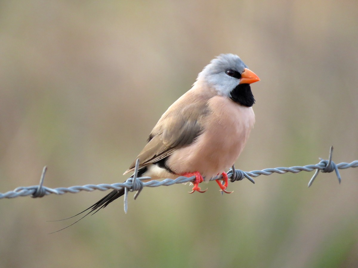 Long-tailed Finch - ML494205501