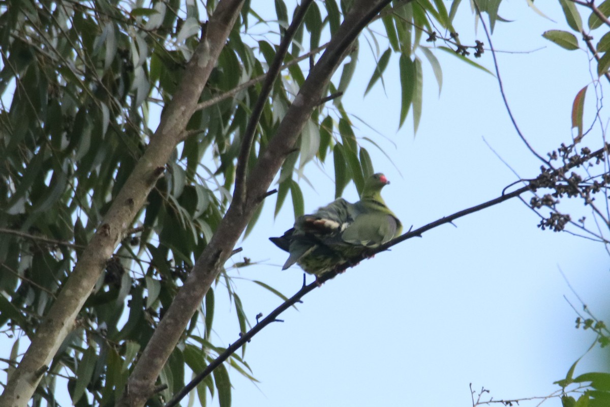 African Green-Pigeon - ML494205571