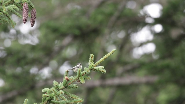 Coal Tit - ML494206811