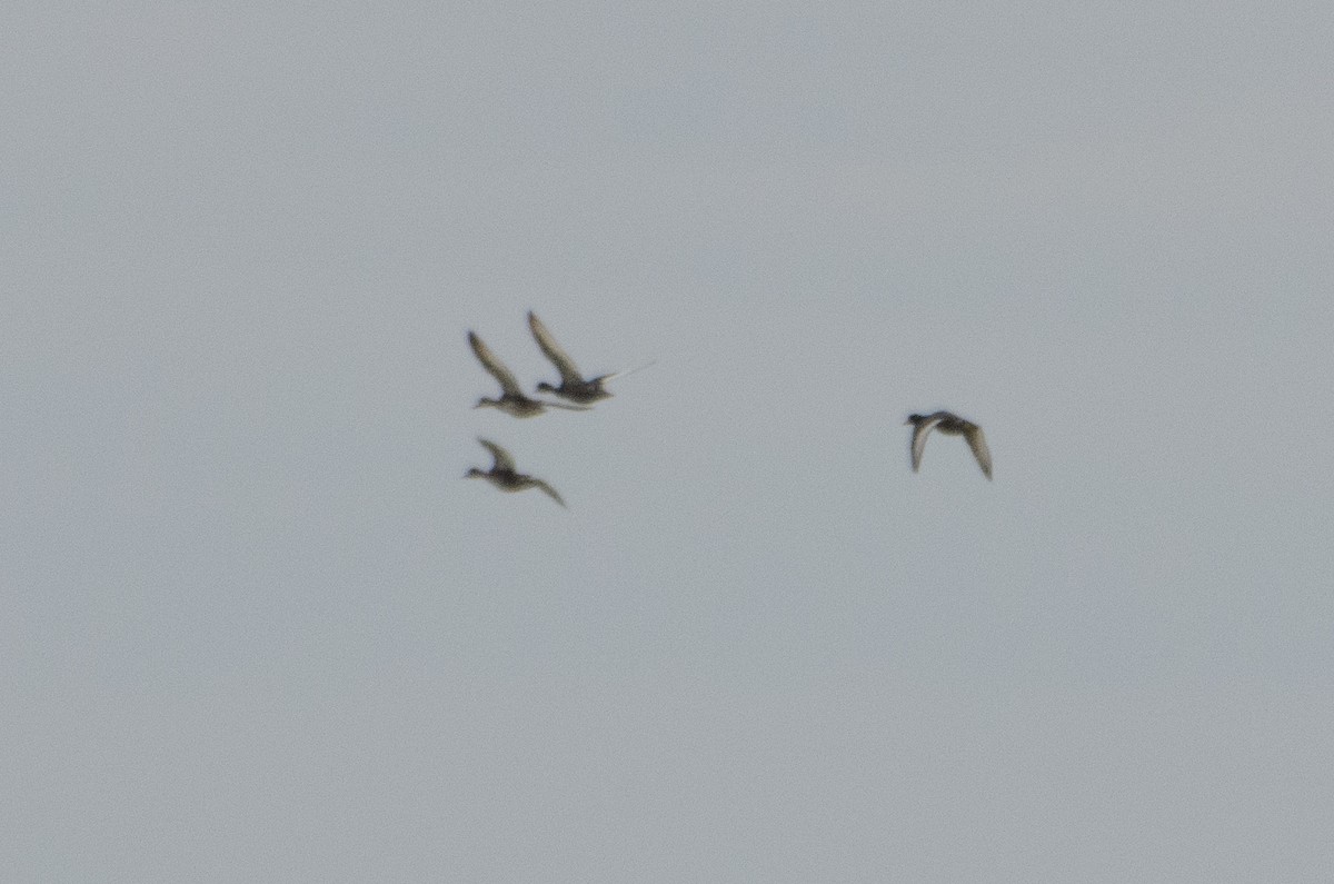 Rosy-billed Pochard - ML494206971