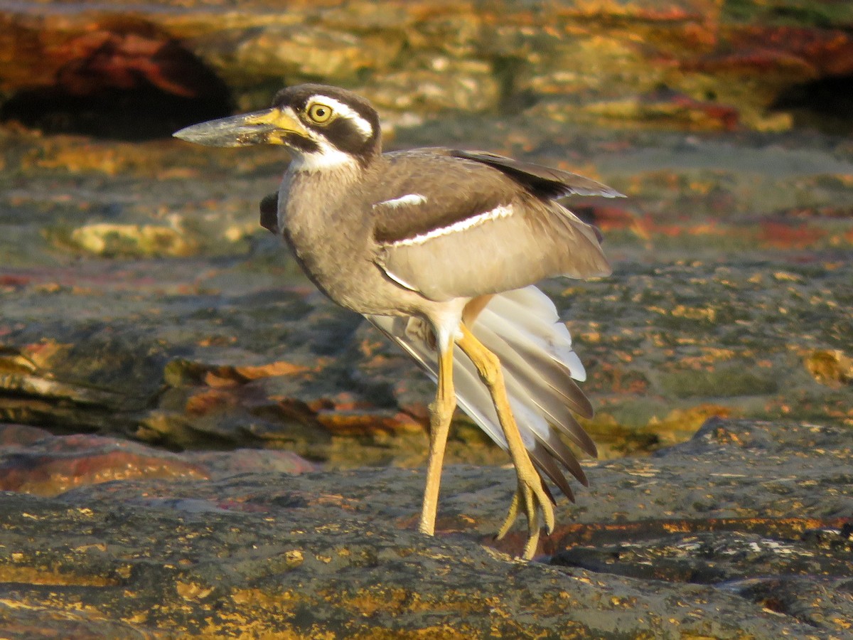 Beach Thick-knee - ML494207661