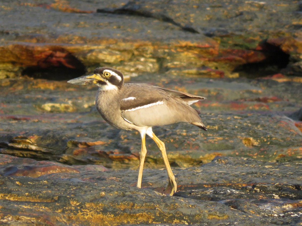 Beach Thick-knee - Michael  Livingston