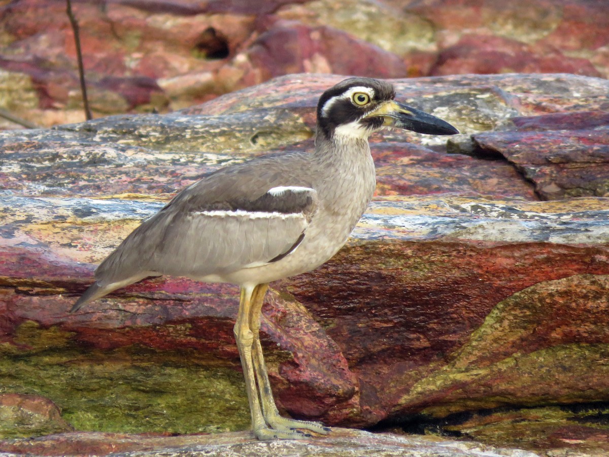 Beach Thick-knee - Michael  Livingston