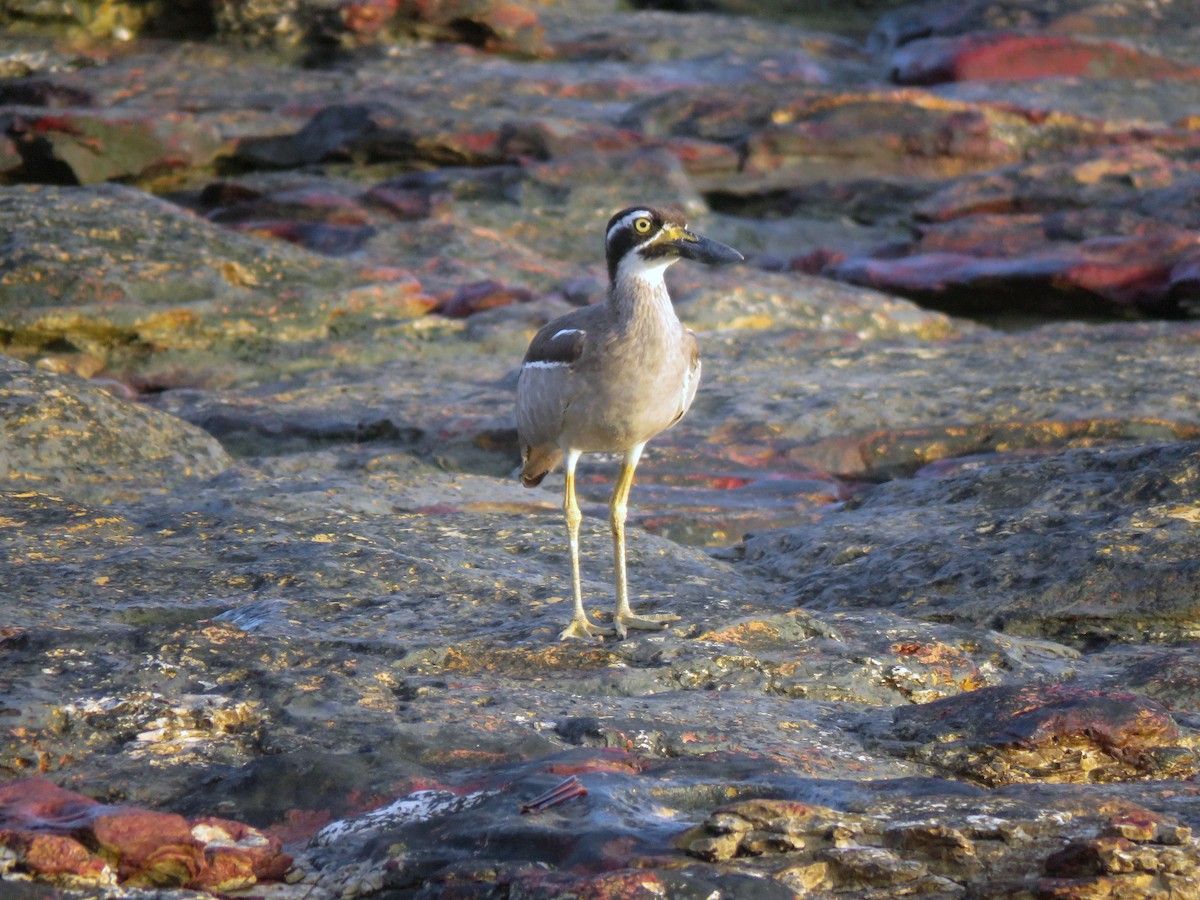 Beach Thick-knee - Michael  Livingston